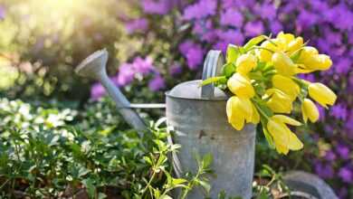 watering can, vintage, garden