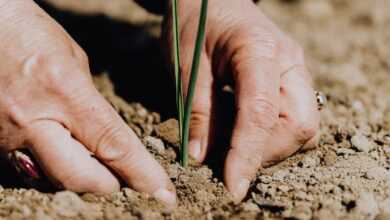 Crop faceless woman planting seedling into soil