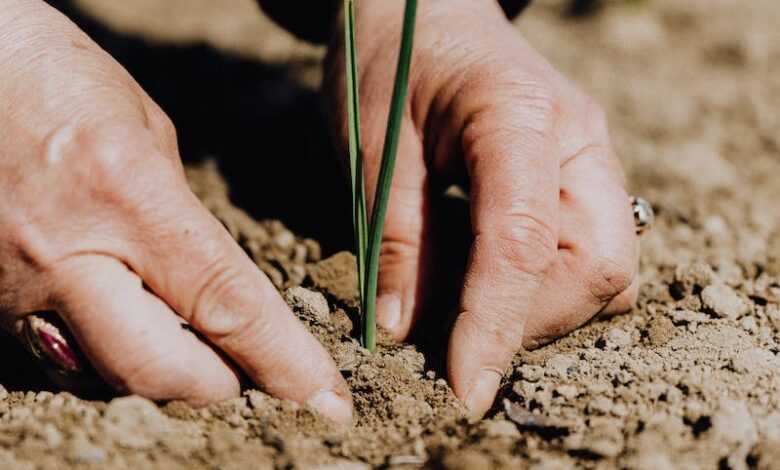 Crop faceless woman planting seedling into soil