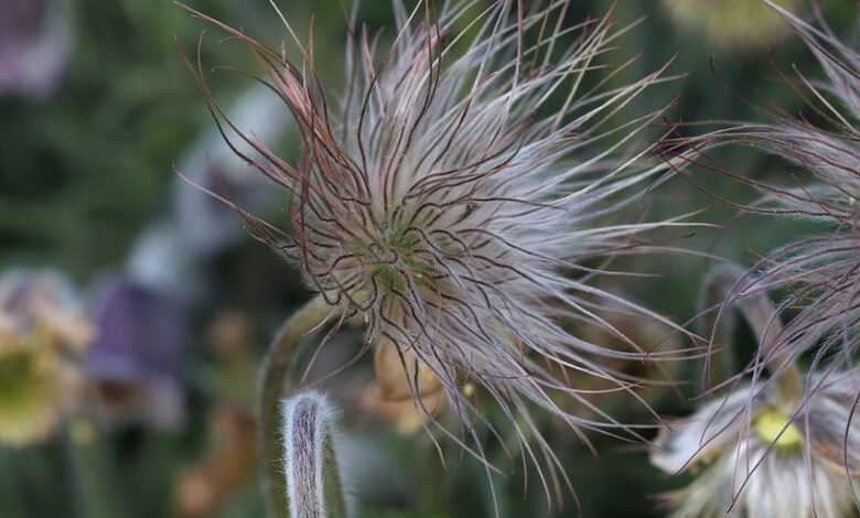 flowers, macro, nature