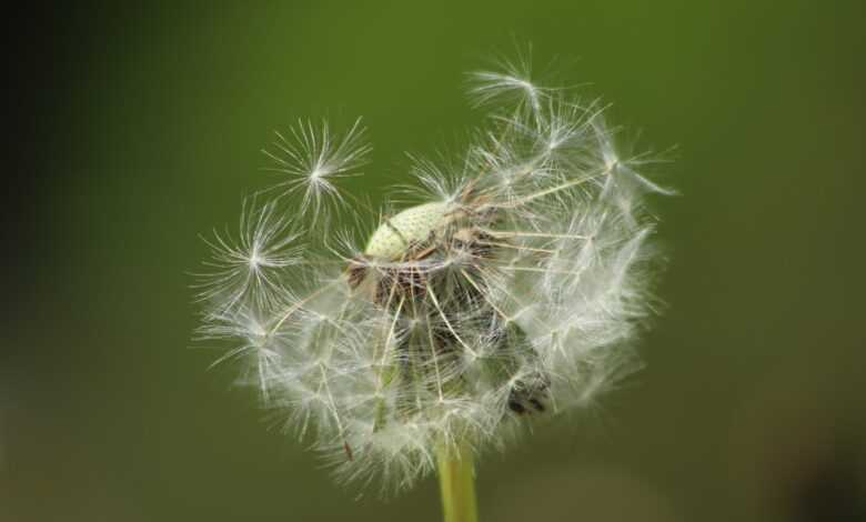 dandelion, faded, seeds