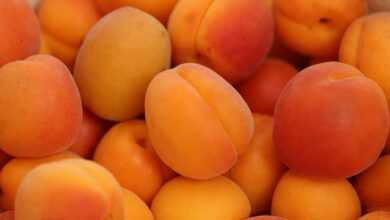 apricots, fresh, nutrition