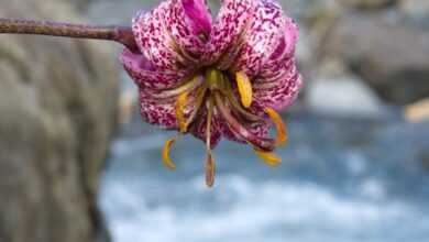 turk's cap lily, flower background, beautiful flowers