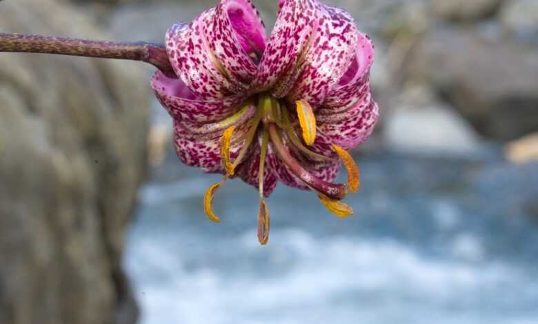 turk's cap lily, flower background, beautiful flowers