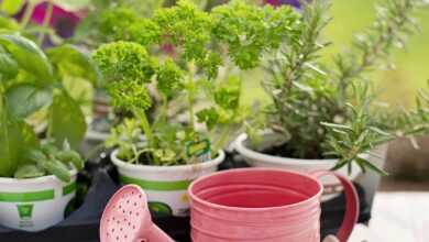 planting, nature, spring