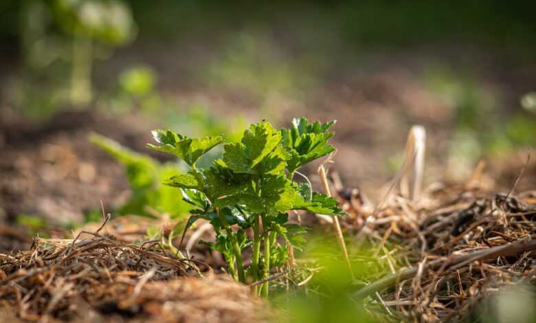 crop, celery, field, agriculture, nature, plant, backlighting, spring, mood, mulch, grow, celery, mulch, mulch, mulch, mulch, mulch