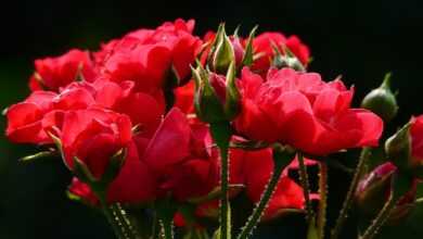 flowers, flower background, nature, bud, roses, red roses, bloom, blossom, flowering plant, ornamental plant, plant, flower wallpaper, flora, beautiful flowers, closeup