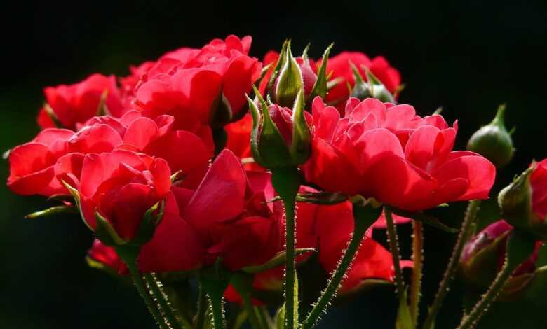 flowers, flower background, nature, bud, roses, red roses, bloom, blossom, flowering plant, ornamental plant, plant, flower wallpaper, flora, beautiful flowers, closeup