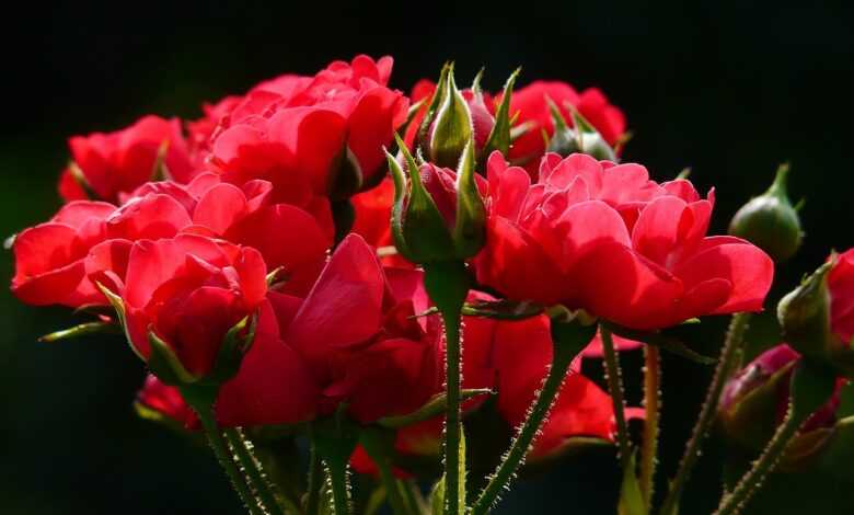 flowers, bud, roses