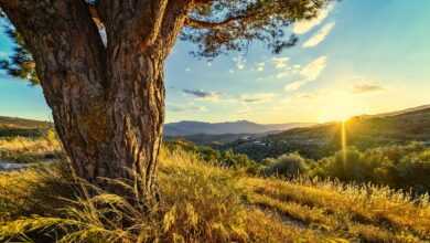 sunset, meadow, sunlight