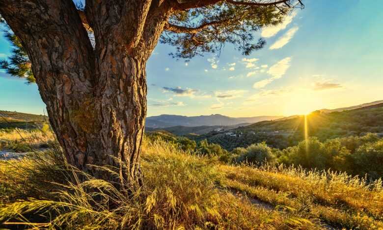 sunset, meadow, sunlight