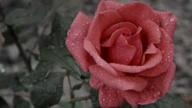 flower, flower background, rose