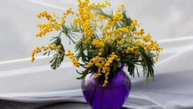 mimosa, yellow flowers, vase, flower arrangement, floral arrangement, bunch, bunch of flowers, flower vase, purple vase, still life, spring flowers, vase, flower arrangement, flower vase, still life, still life, still life, still life, still life