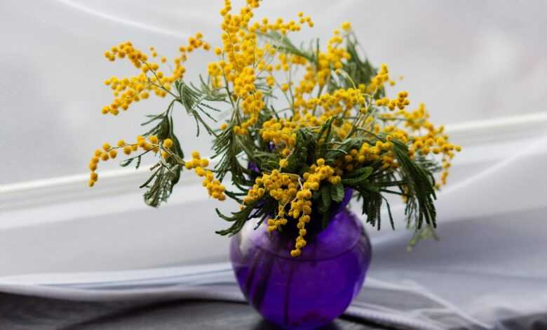 mimosa, yellow flowers, vase, flower arrangement, floral arrangement, bunch, bunch of flowers, flower vase, purple vase, still life, spring flowers, vase, flower arrangement, flower vase, still life, still life, still life, still life, still life