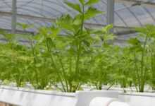 hydroponics, greenhouse, coriander, hydroponics, hydroponics, hydroponics, hydroponics, hydroponics