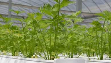 hydroponics, greenhouse, coriander, hydroponics, hydroponics, hydroponics, hydroponics, hydroponics