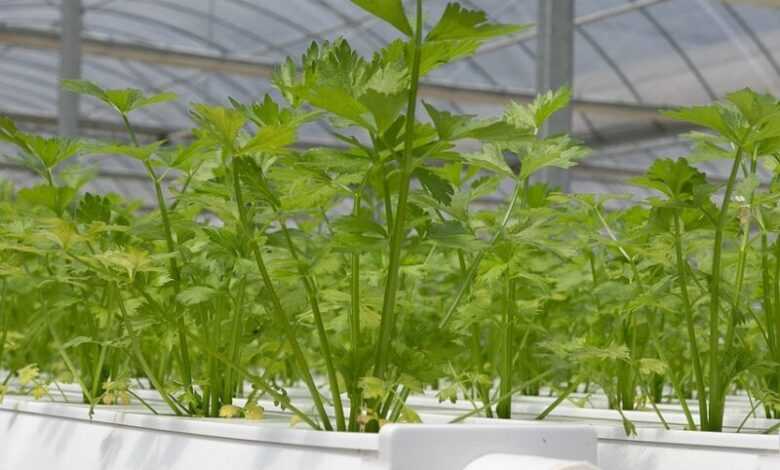 hydroponics, greenhouse, coriander, hydroponics, hydroponics, hydroponics, hydroponics, hydroponics
