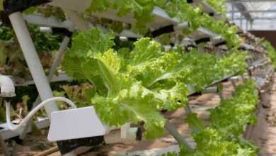 hydroponics, greenhouse, lettuce, hydroponics, hydroponics, hydroponics, hydroponics, hydroponics