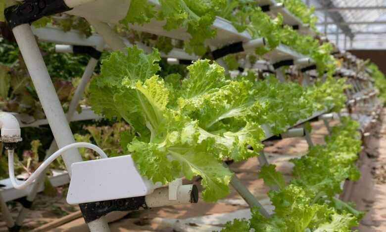 hydroponics, greenhouse, lettuce, hydroponics, hydroponics, hydroponics, hydroponics, hydroponics