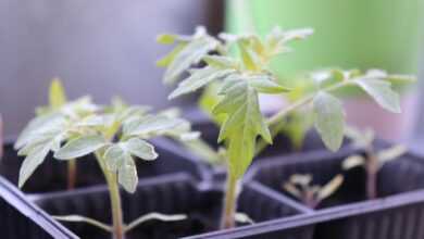 seeds, outdoor, tomatoes