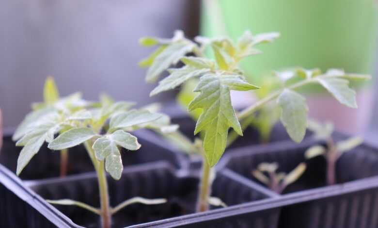 seeds, outdoor, tomatoes