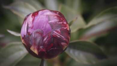 peony, bud, beautiful flowers