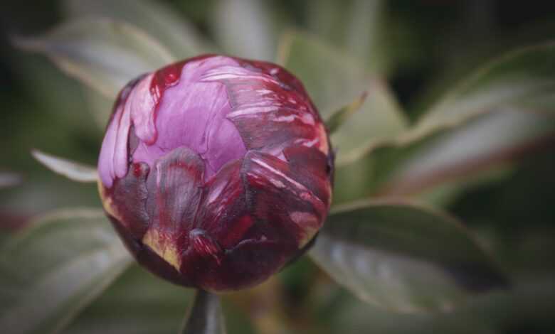 peony, bud, beautiful flowers