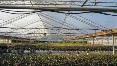 greenhouse, agriculture, nature, grow, plants, summer, harvest, growth, organic, seeds, breed, plant breeding, irrigation, water, farm, farm yard, operation, company, cultures, healthy, nourishment, food, bio, meal, fresh, greenhouse, greenhouse, greenhouse, greenhouse, greenhouse, irrigation, irrigation, irrigation