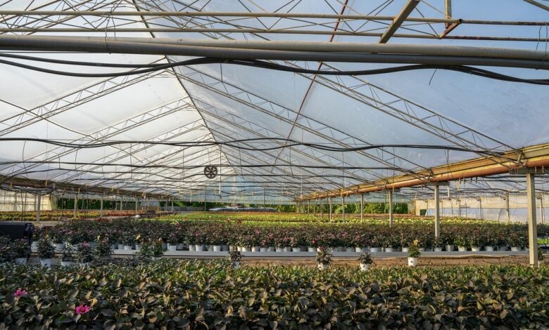 greenhouse, agriculture, nature, grow, plants, summer, harvest, growth, organic, seeds, breed, plant breeding, irrigation, water, farm, farm yard, operation, company, cultures, healthy, nourishment, food, bio, meal, fresh, greenhouse, greenhouse, greenhouse, greenhouse, greenhouse, irrigation, irrigation, irrigation