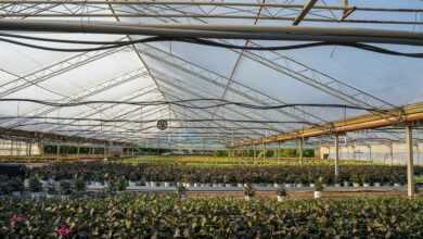 greenhouse, agriculture, grow