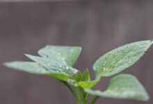 seeds, outdoor, pepperoni