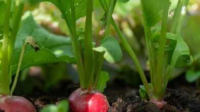 radish, vegetables, root