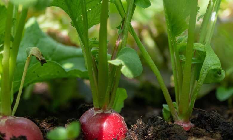 radish, vegetables, root