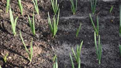 onion, landing, nature