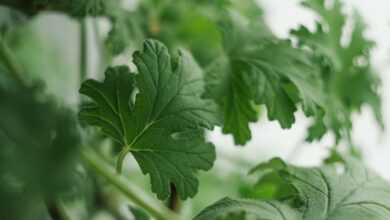 geranium, plant, medicine