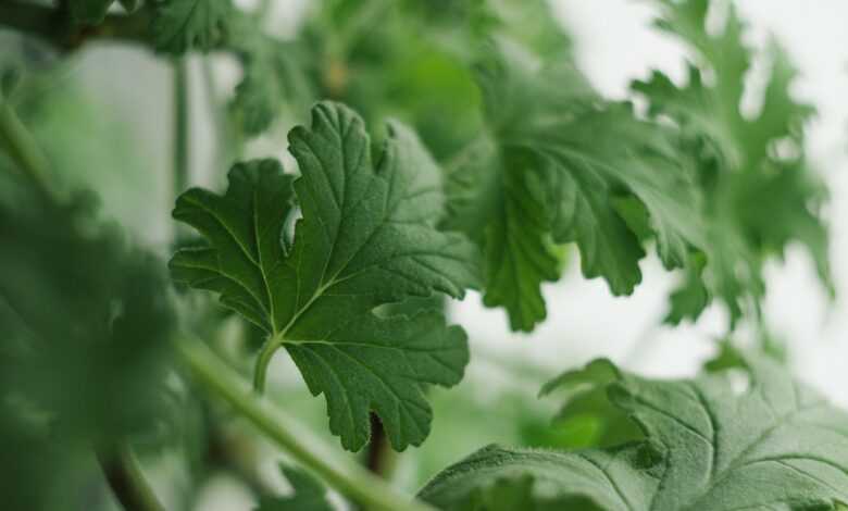 geranium, plant, medicine