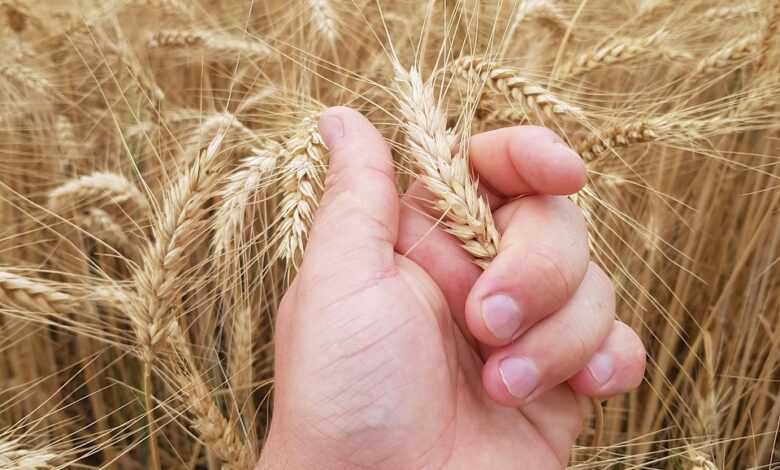 field, a field of wheat, wheat, ceriale, galore