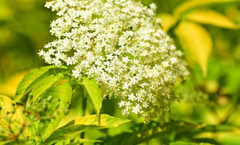 elderberry, flower, beautiful flowers