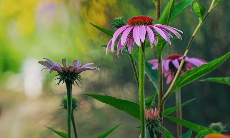 coneflower, flower, blossom