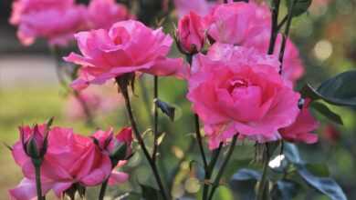 pink, rose, nature