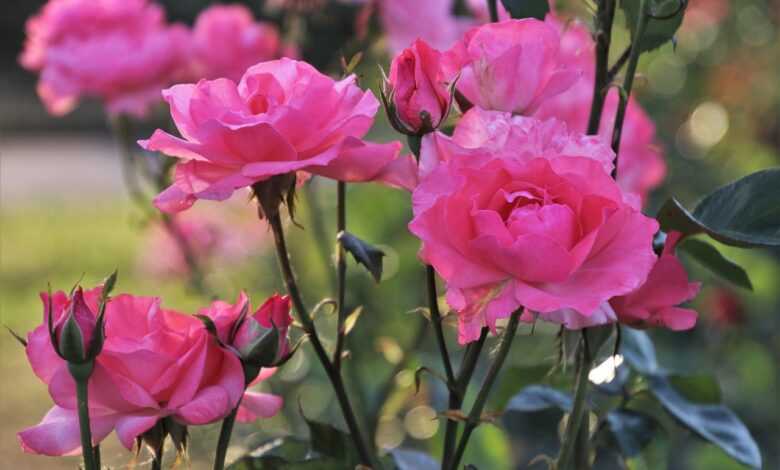 pink, rose, nature