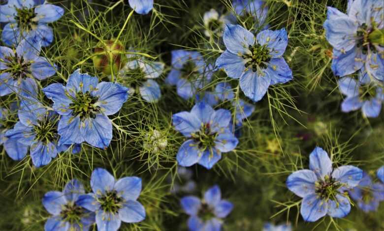 czarnuszka, blue, plants, love-in-a-mist, flora, stem, the maiden in green, natural, soft, botany, petal, black cumin, blooming, pattern, the environment, growth, floral, gardening, cereal, wildflower, closeup, inflorescence, petals, plant, nature, the smell of, love-in-a-mist, love-in-a-mist, love-in-a-mist, love-in-a-mist, love-in-a-mist