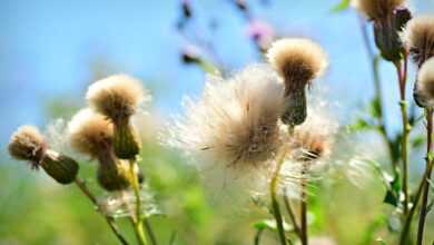 thistle, seed head, down