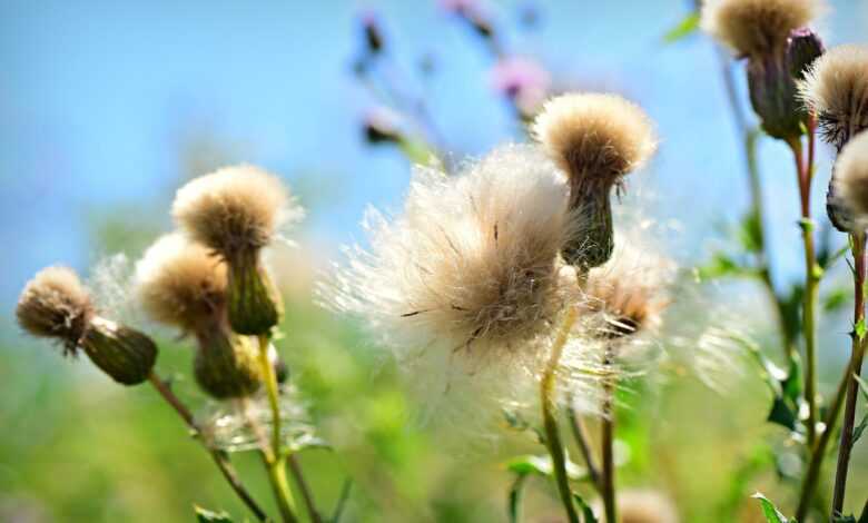 thistle, seed head, down