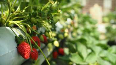 Close-up of Strawberry Bushes Growing in a Container