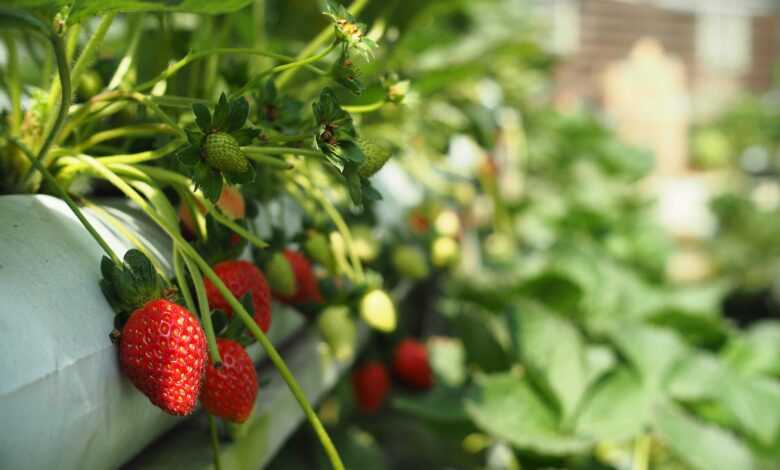 Close-up of Strawberry Bushes Growing in a Container