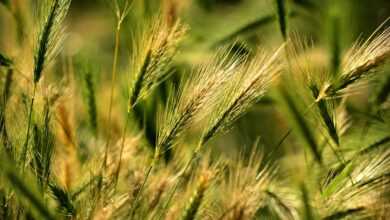 foxtail barley, grass, plant