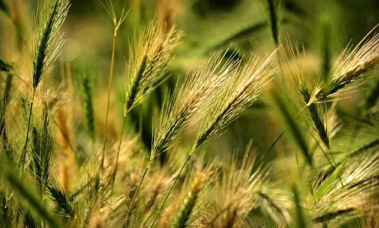 foxtail barley, grass, plant