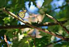 butterfly, monarch, insect, transformation, bug, orange, wings, wildlife, summer, natural, tree, scenic, bright, outdoor, nature, garden, green, transformation, transformation, transformation, transformation, transformation