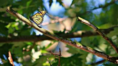 butterfly, monarch, insect, transformation, bug, orange, wings, wildlife, summer, natural, tree, scenic, bright, outdoor, nature, garden, green, transformation, transformation, transformation, transformation, transformation